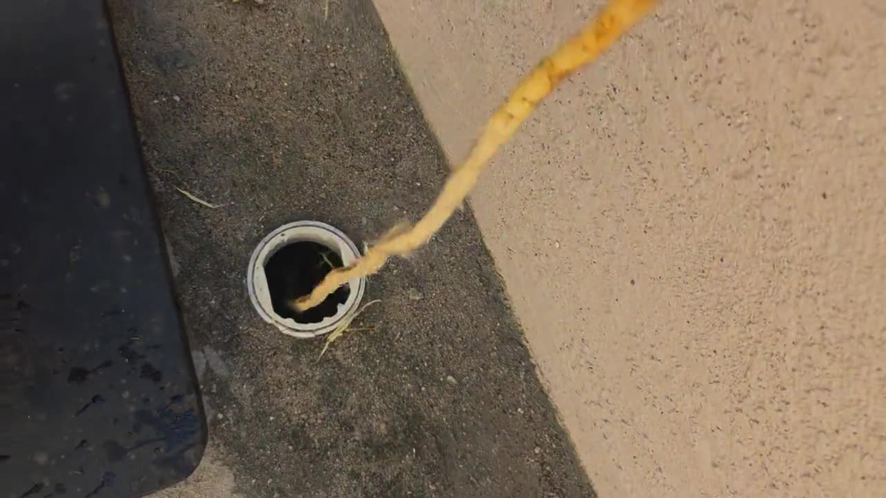 Tree roots pulled from a sewer cleanout, live job footage.
