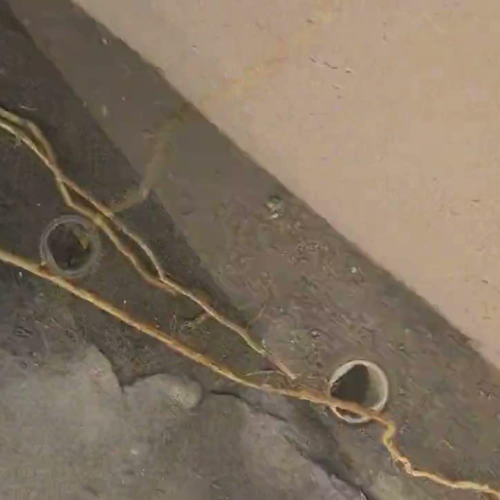 Long roots pulled out of small drain openings.