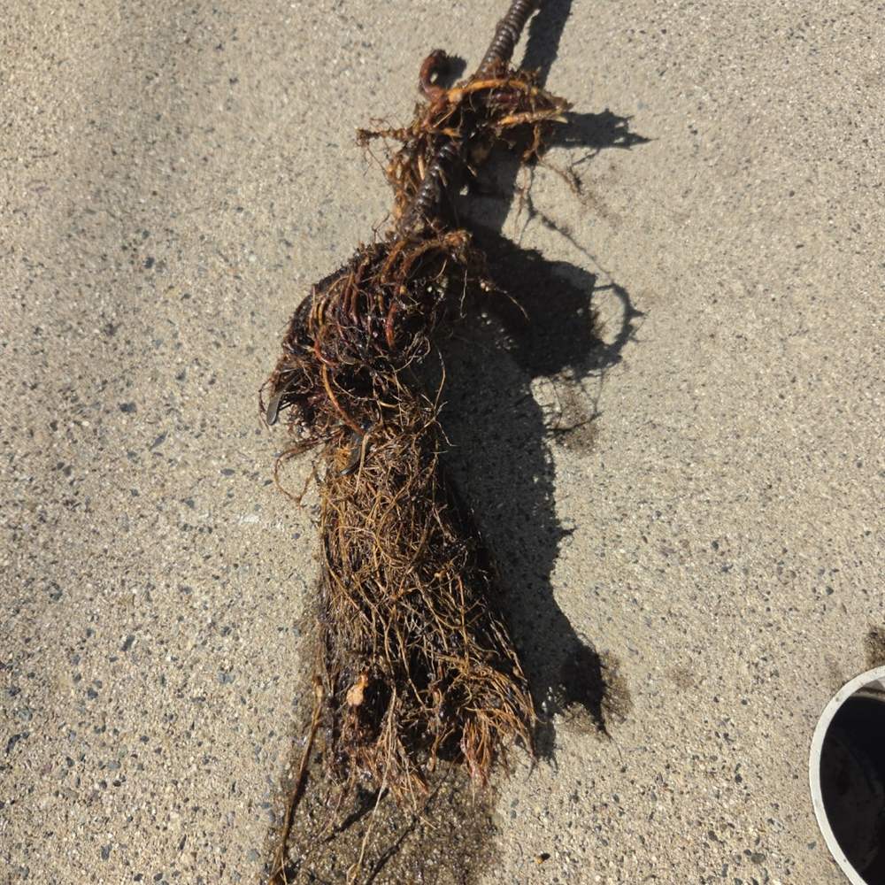 Tree roots pulled out of a sewer line on the cable